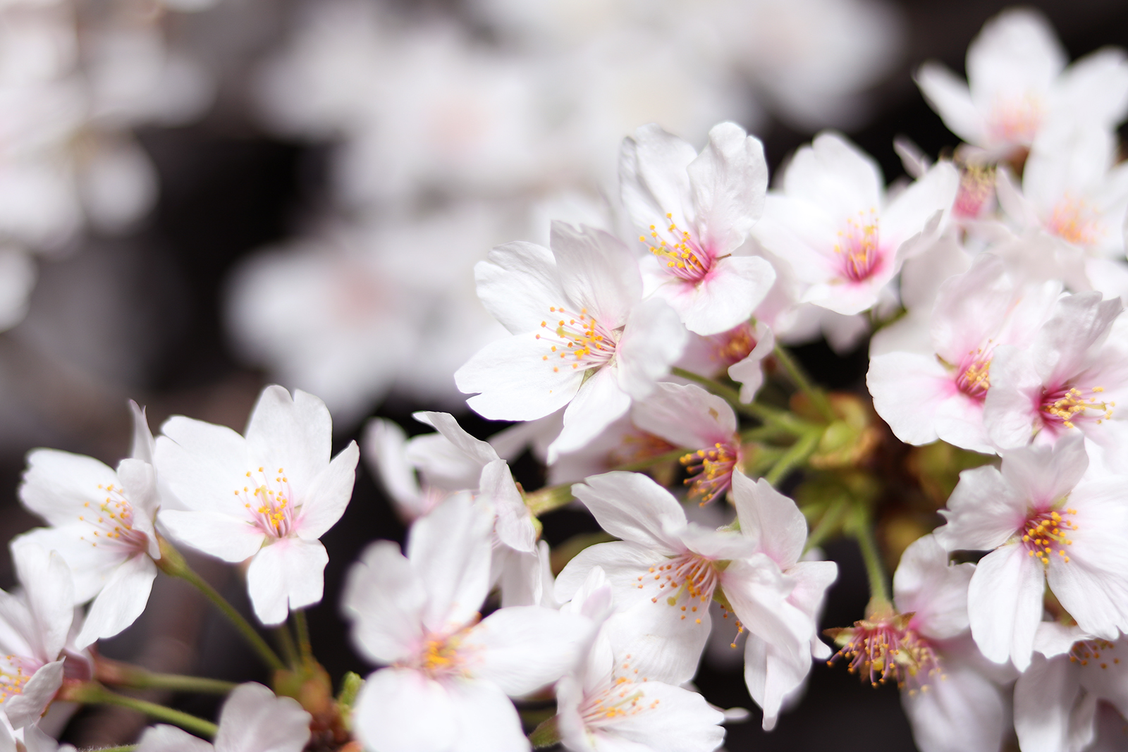 光浴びる夜桜